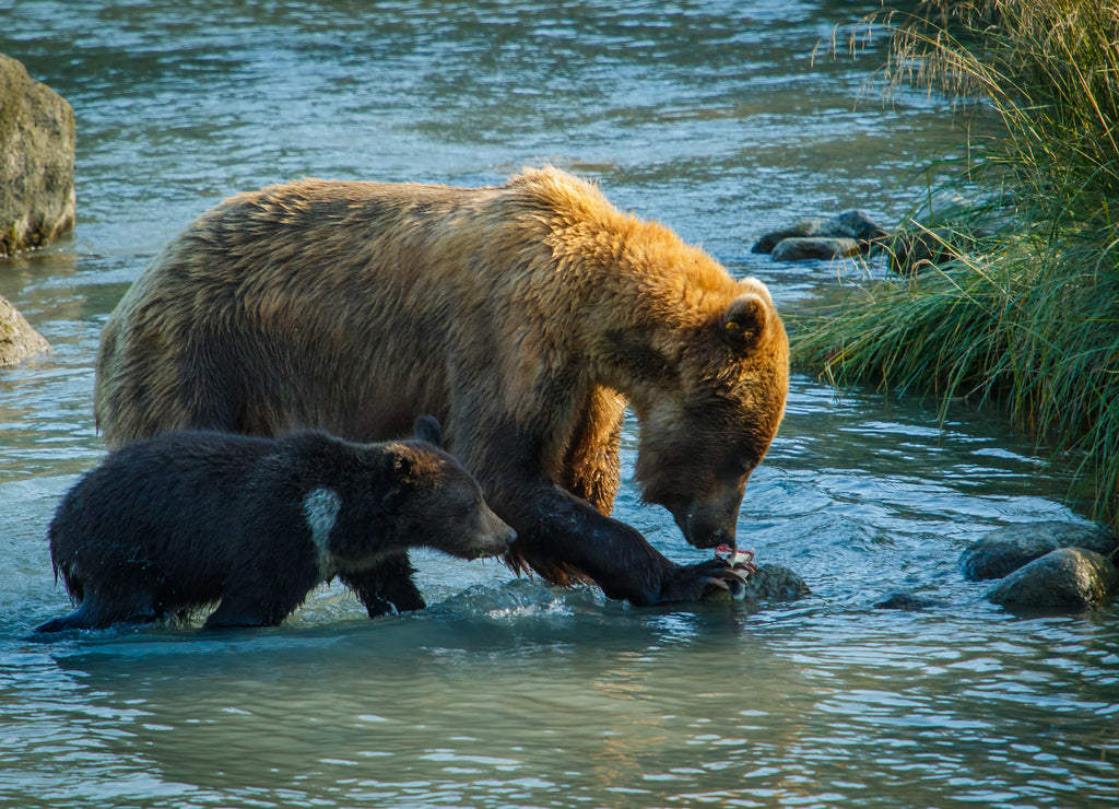 Mama bear with her little cub fishing in Chilkat river in Haines, Alaska, US