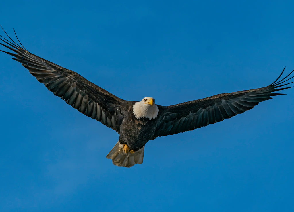 Bald Eagle in Flight - A bald eagle flies overhead with wings outstretched Chilkat river, Haines, Alaska