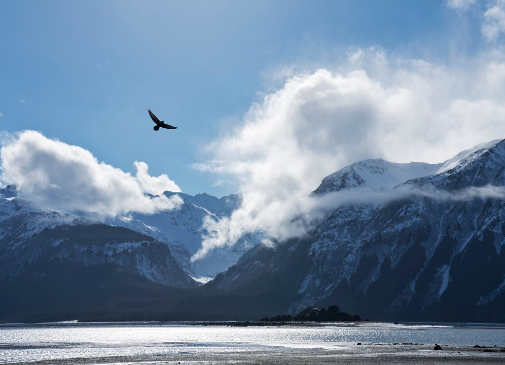 Eagle flying over the Chilkat Inlet, Alaska