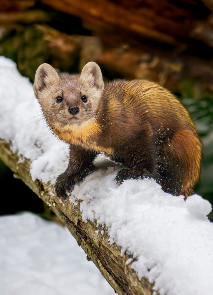 Pine Marten On Alert - A pine marten is on full alert as it balances on a snow covered log Kroschel Wildlife Center, Haines, Alaska Captive
