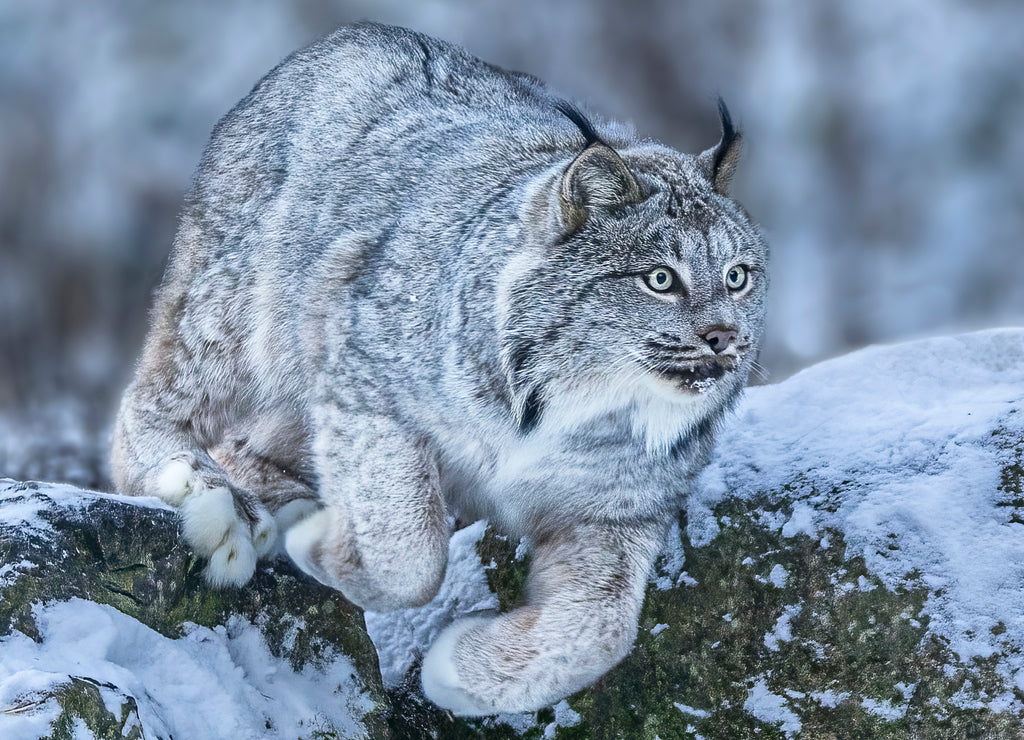 Leaping Lynx, Haines, Alaska