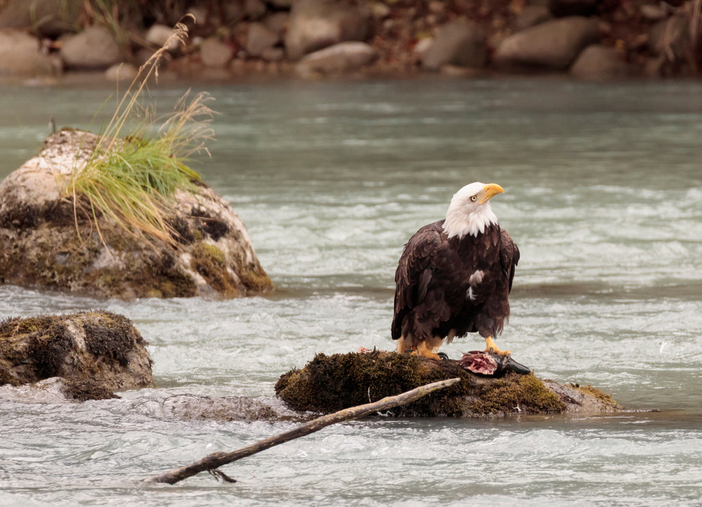 Eagle fishing in Chilkoot river near Haines Alaska