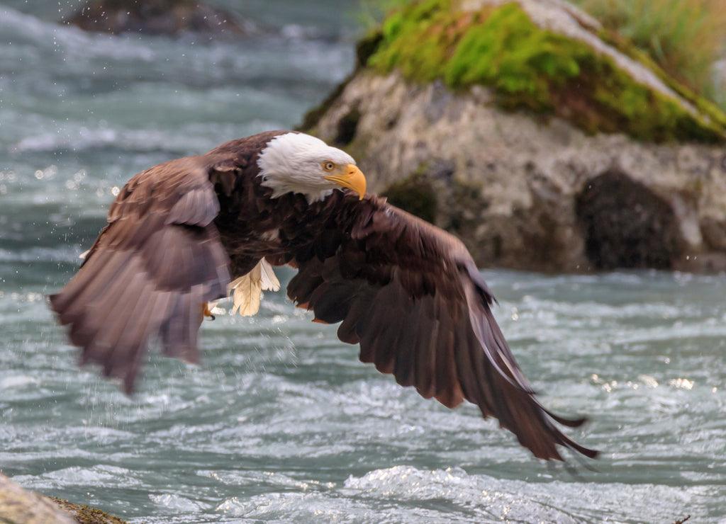 Eagle fishing in the Chilkoot river, Haines Alaska