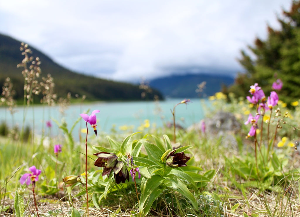 The Beach in Haines, Alaska