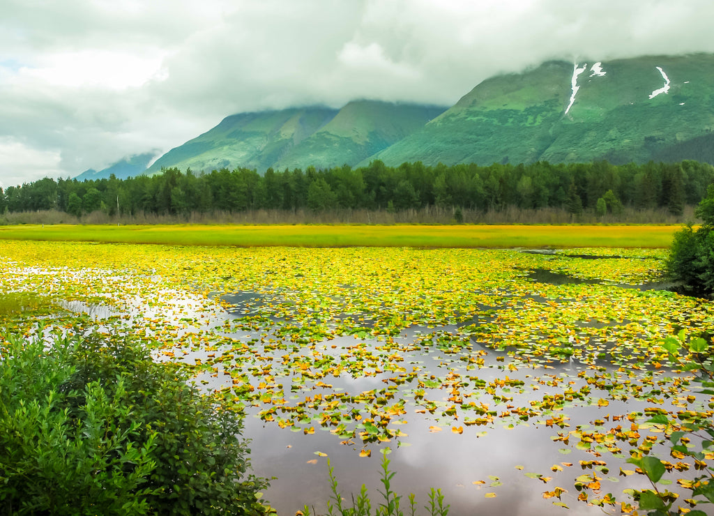 Scenic view on Kenai Alaska of mountains and lake with water lilies