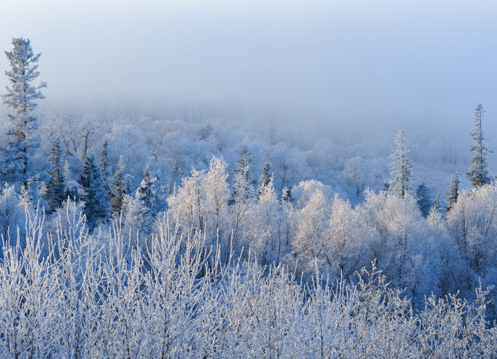 Hoar frost on trees, Kenai Peninsula, Alaska