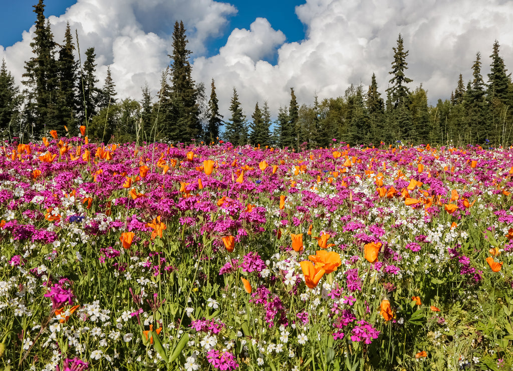 Colorful wildflower meadow with forest background, Kenai Peninsula, Alaska