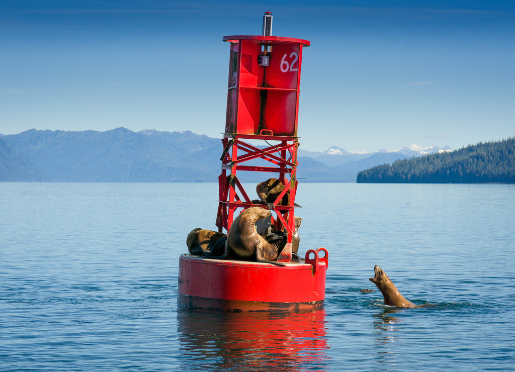 Alaskan Harbor Seals