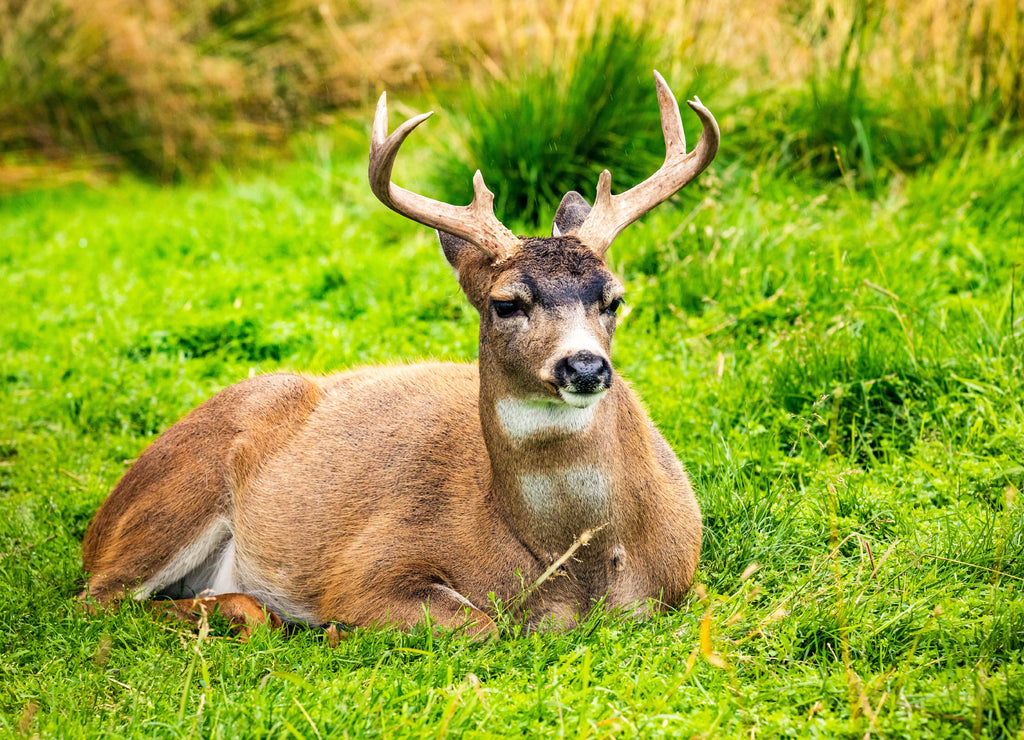 Alaska male sitka black-tailed deer close up portrait