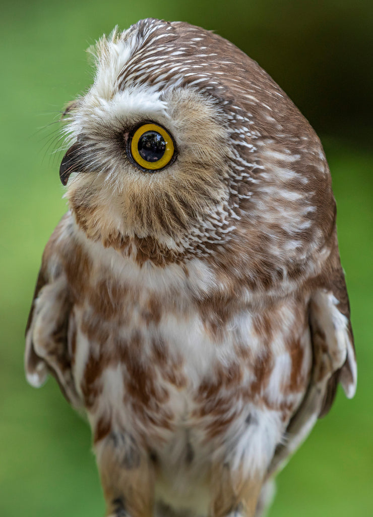 USA, Alaska, Sitka Northern saw-whet owl at Alaska Raptor Center