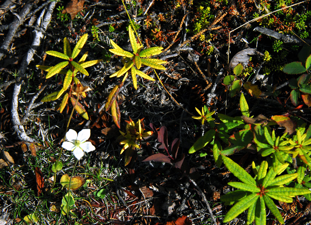 Alaska- Wrangell National Park - Macro of Beautiful Tundra