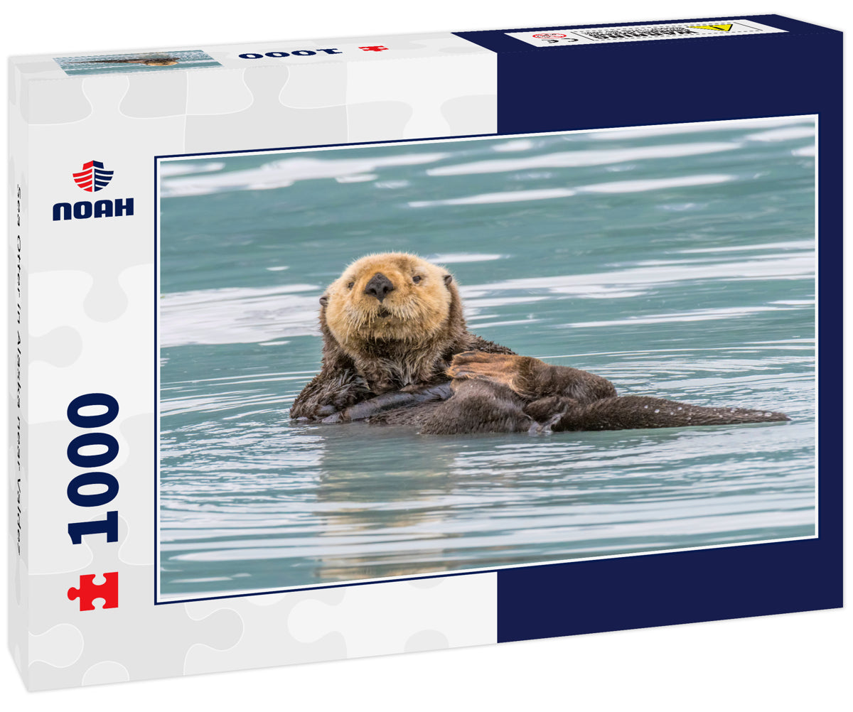 Sea Otter in Alaska near Valdez