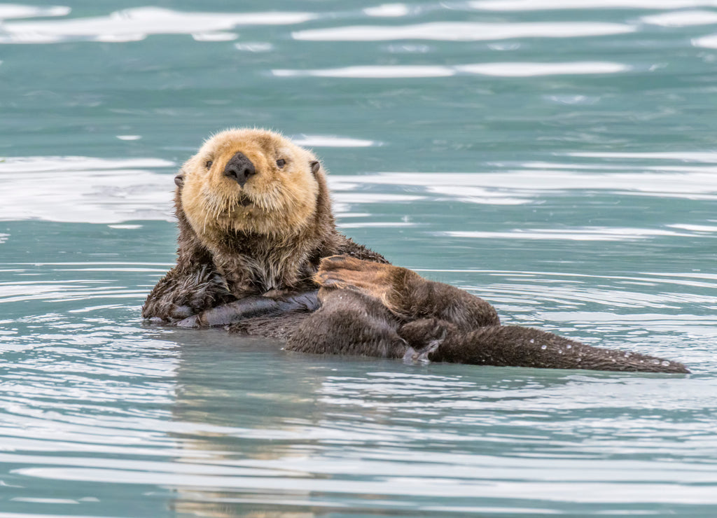 Sea Otter in Alaska near Valdez