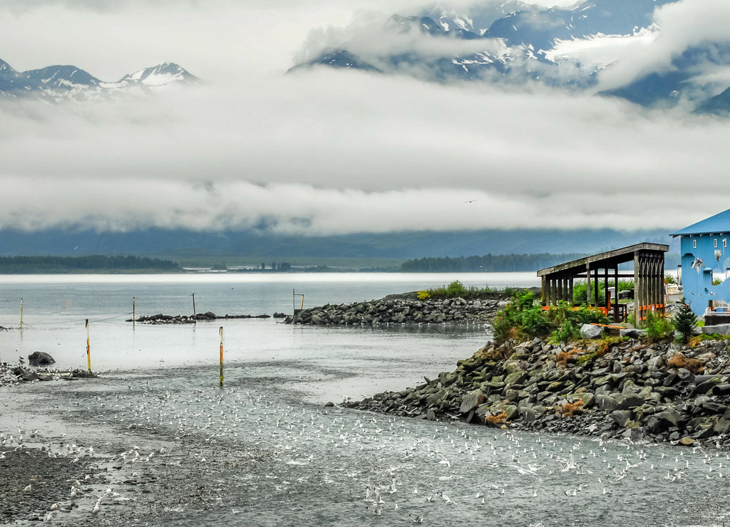 Salmon spawning in Alaska at Valdez