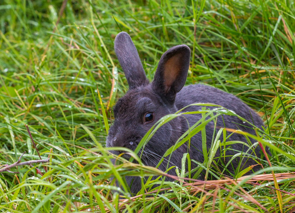 Dozens of rabbits running free around downtown Valdez, Alaska