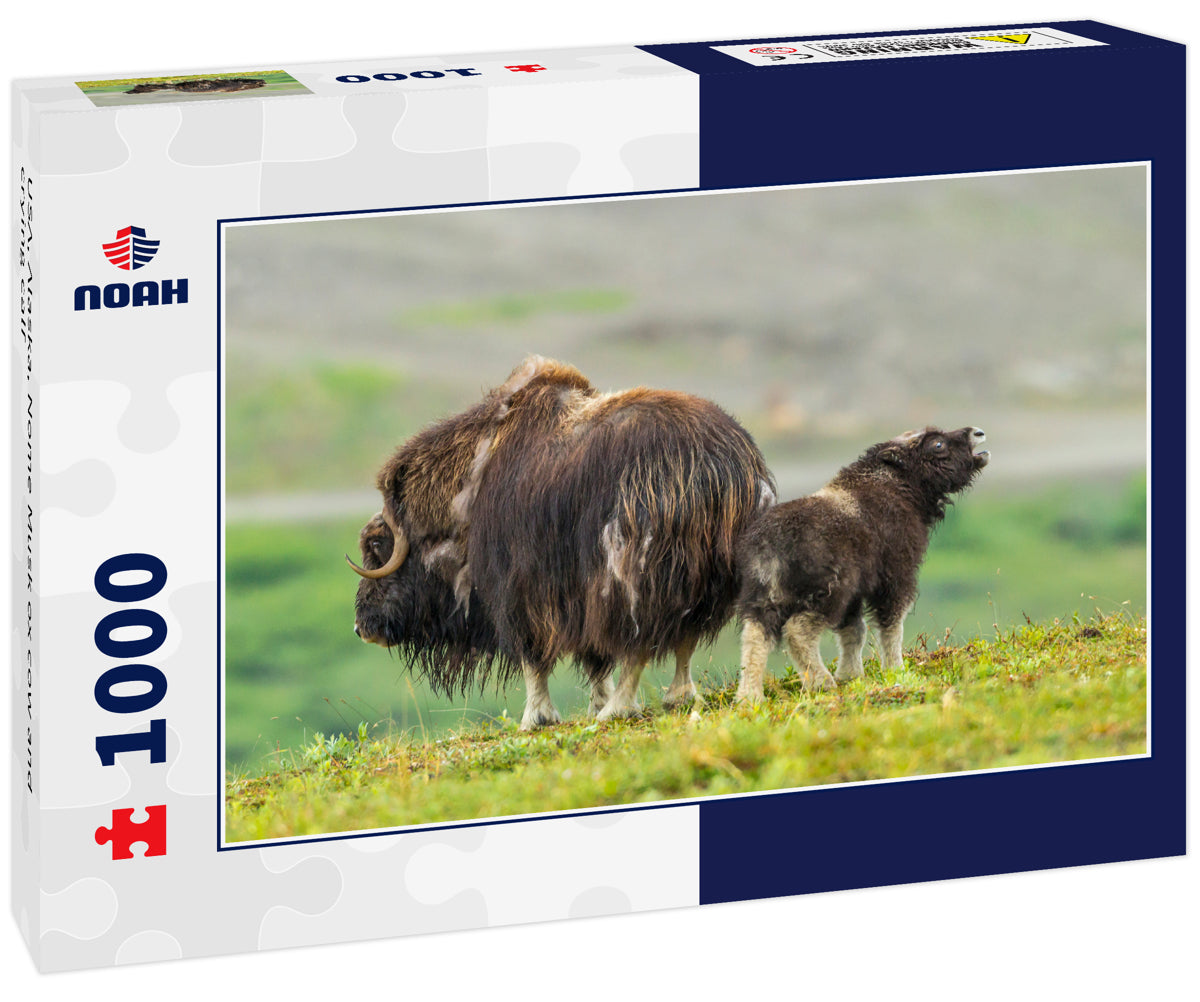 USA, Alaska, Nome Musk ox cow and crying calf