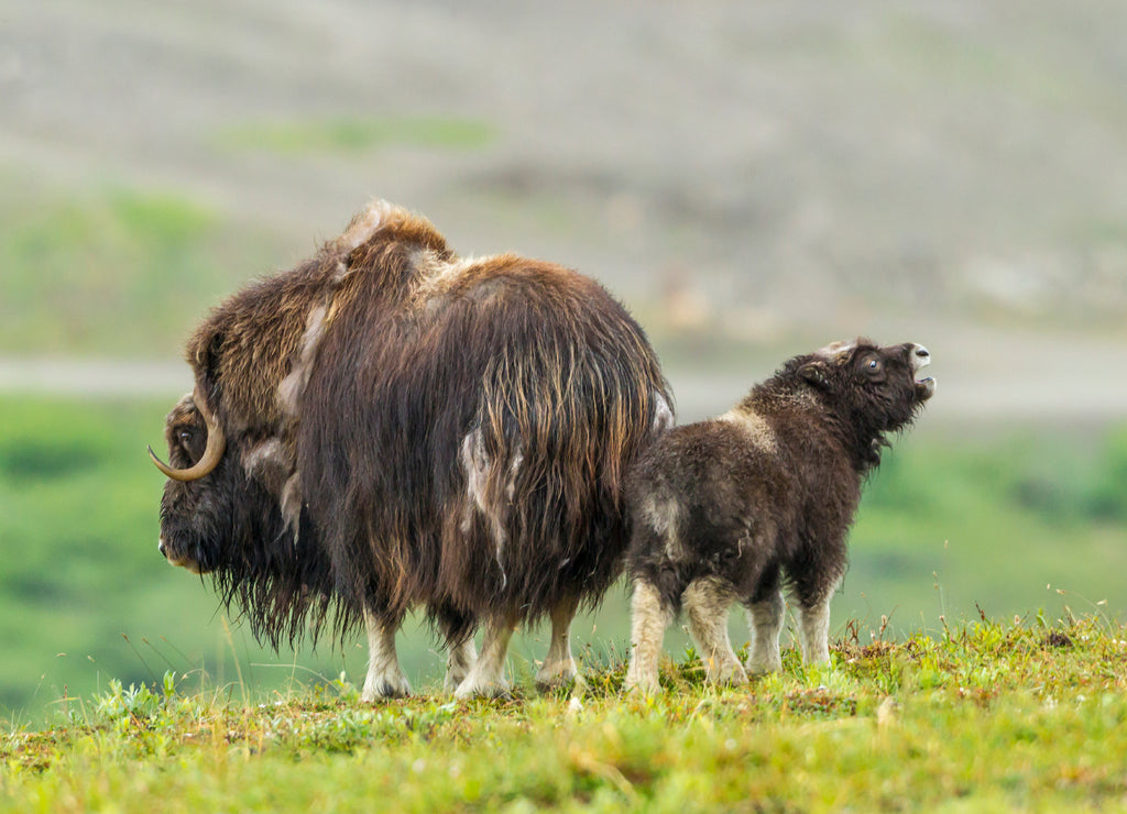 USA, Alaska, Nome Musk ox cow and crying calf