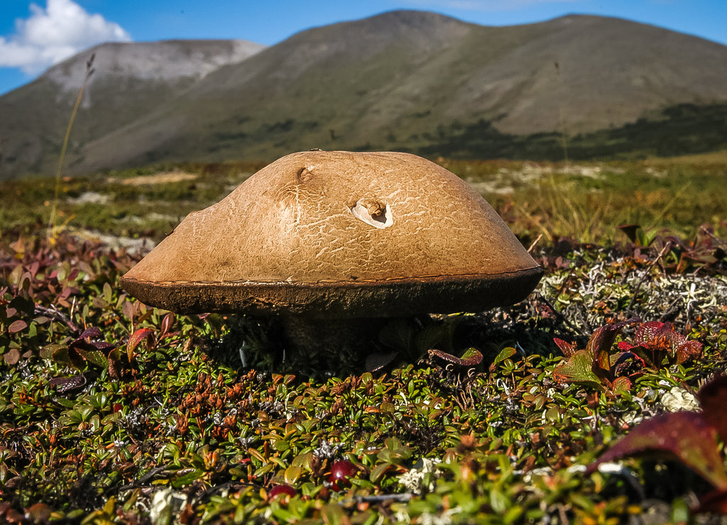 Lone mushroom on the landscape of Nome Alaska