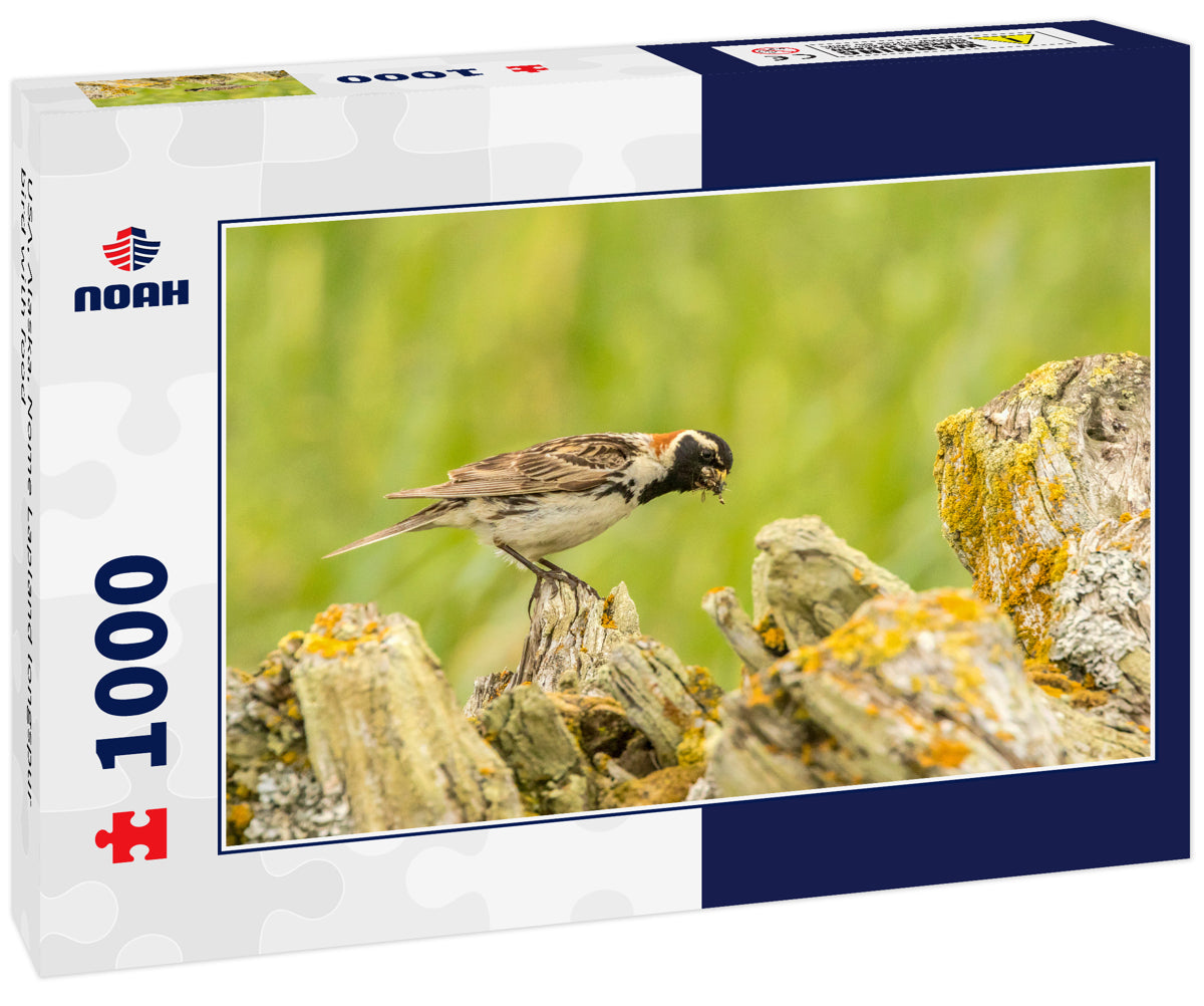USA, Alaska, Nome Lapland longspur bird with food