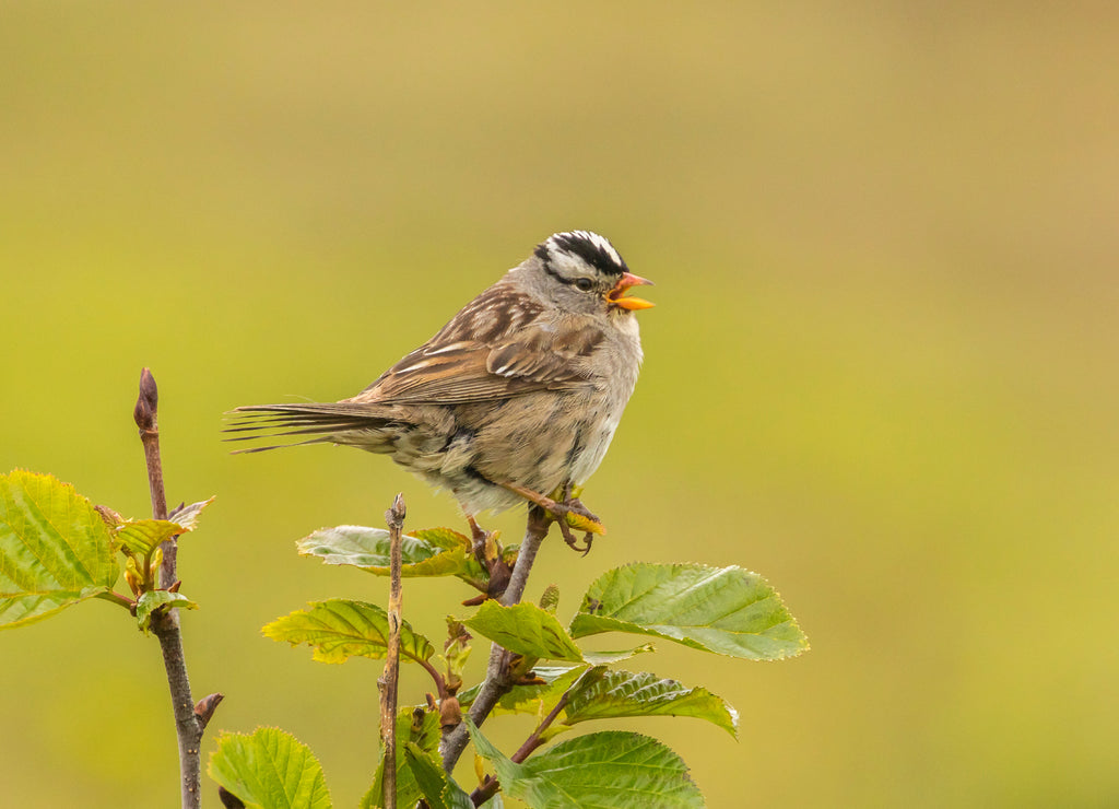 USA, Alaska, Nome White-crowned sparrow singing