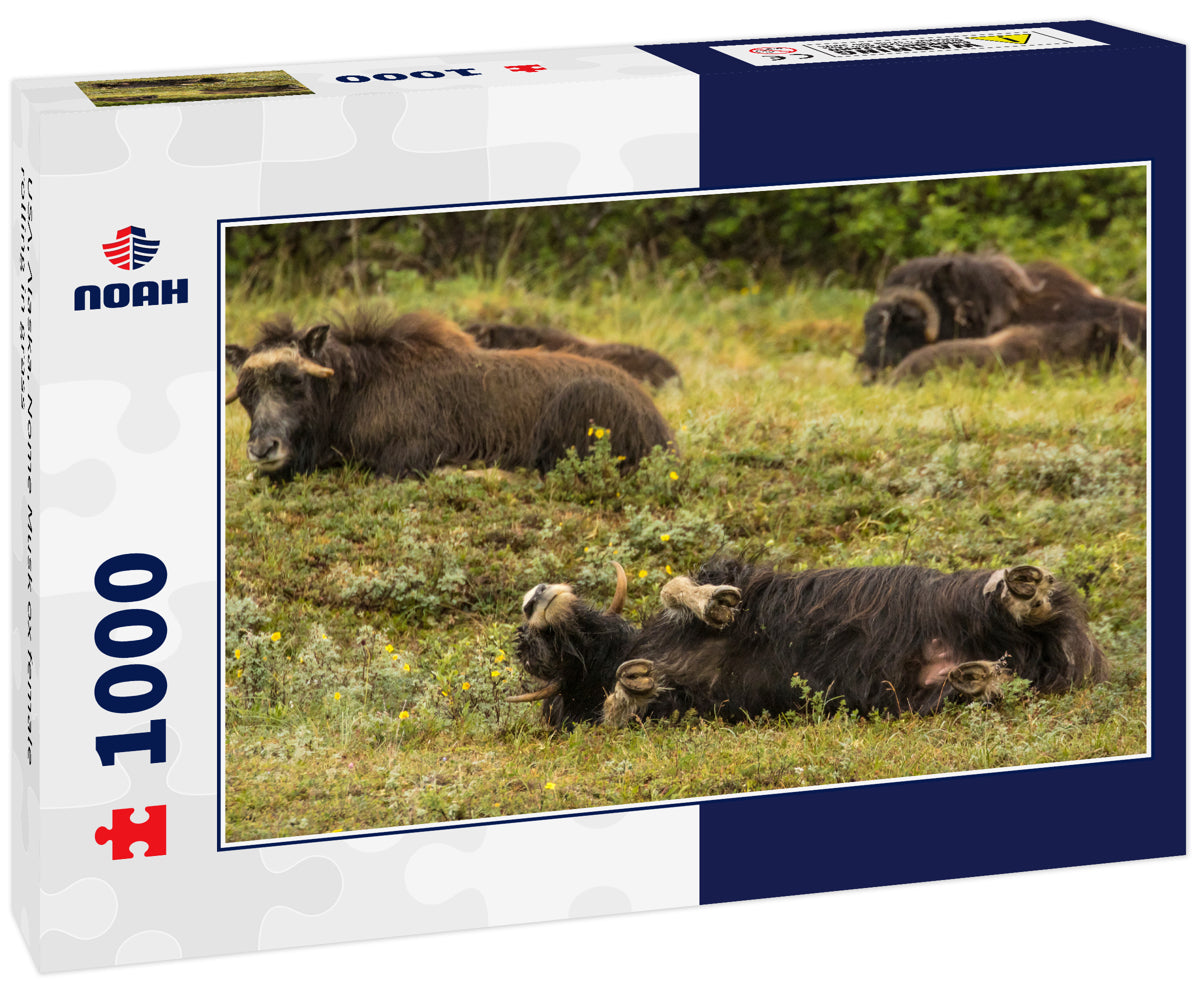 USA, Alaska, Nome Musk ox female rolling in grass