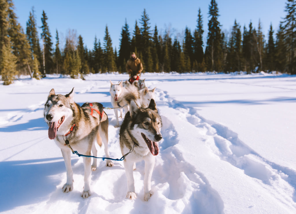 Dog Sled Adventure, Fairbanks, Alaska