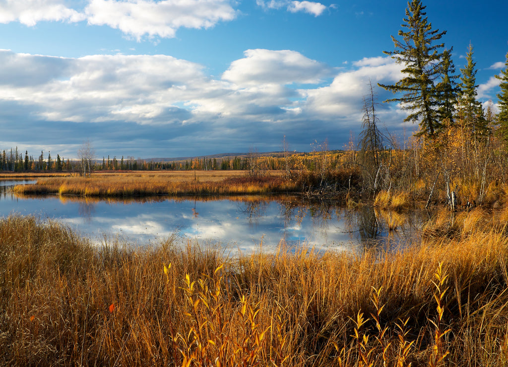 Lake near Fairbanks with dry high yellow grass in autumn, Alaska