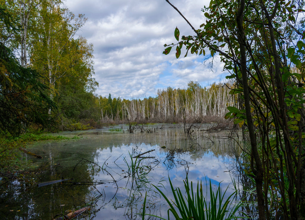 Creamer's Field, Fairbanks Alaska Landscape Photography, Pacific North West, Wilderness Travel Destination, Tranquil Scenic Hiking