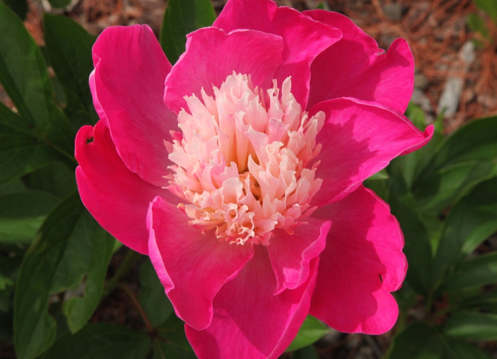 Bright pink Peony at Georgeson Botanical Garden in Fairbanks, Alaska