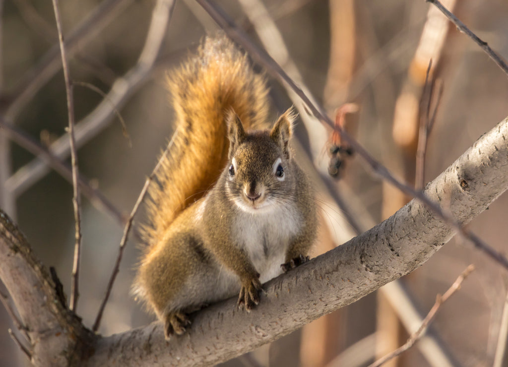 USA, Alaska, Fairbanks Red squirrel in tree