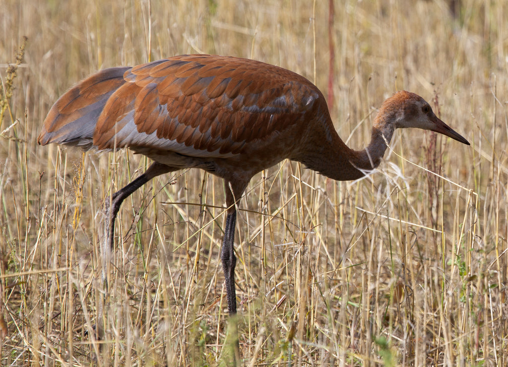 young Sandhill Crane, Fairbanks, Alaska