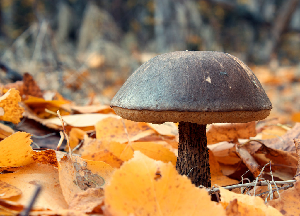 Mushroom between yellow fallen leaves in close-up near Fairbanks, Alaska
