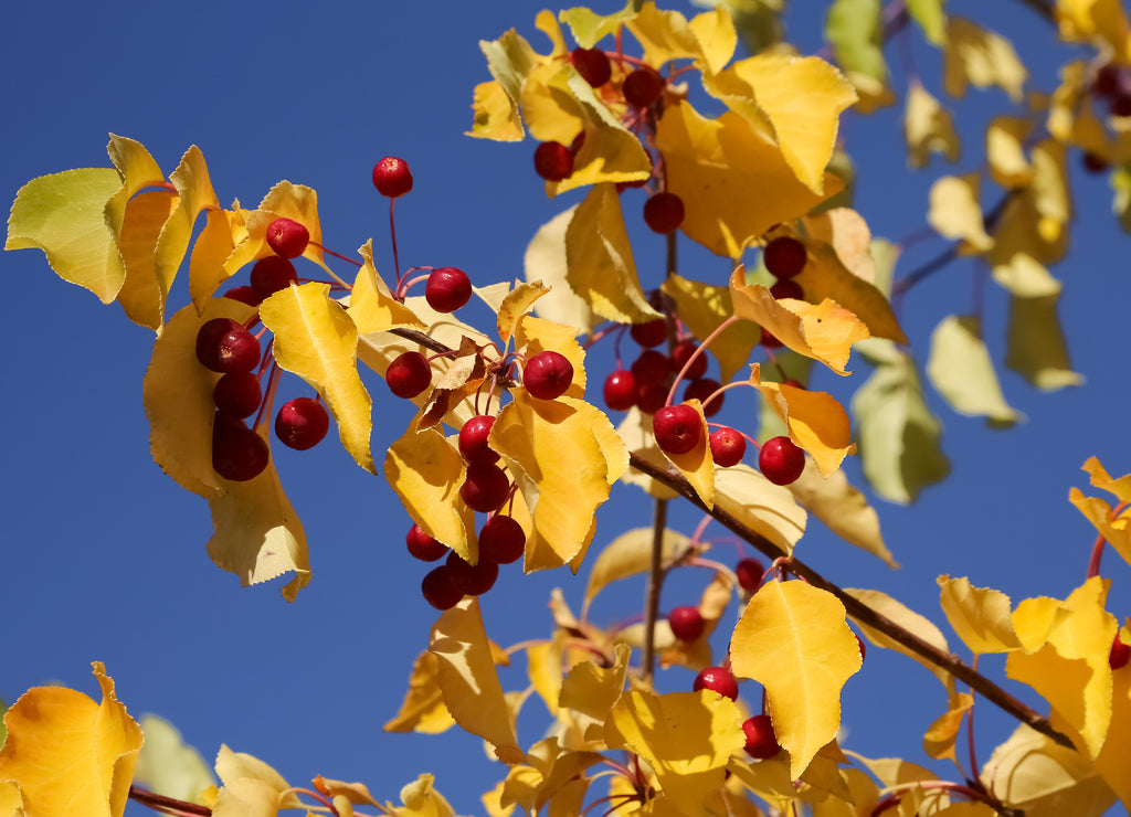 Branches with colorful leaves and fruits against blue sky, Fairbanks, Alaska