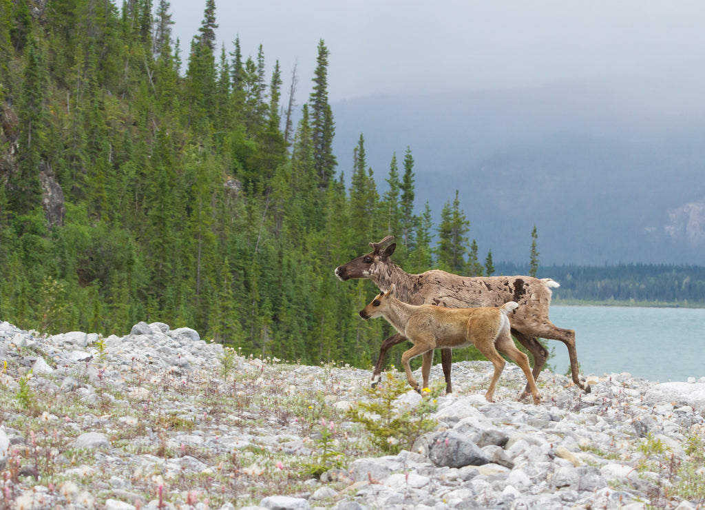 Caribou Female and calf in the Yukon Alaska