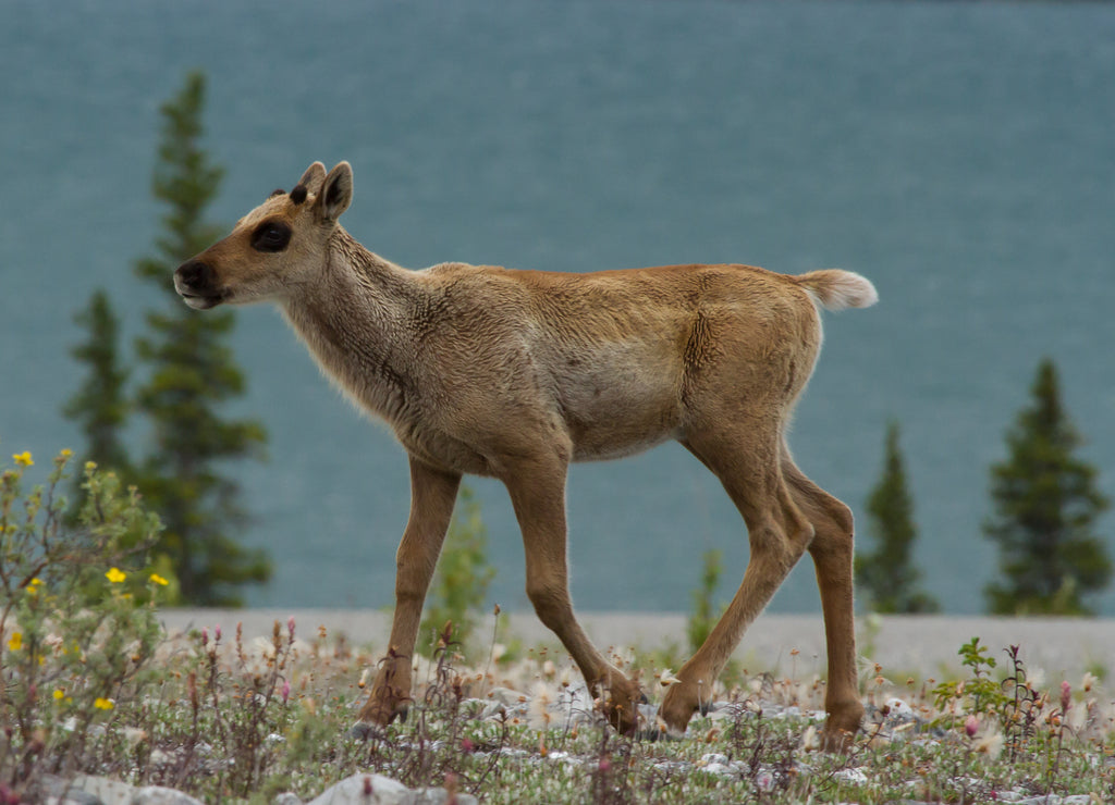 Caribou Female and calf in the Yukon Alaska