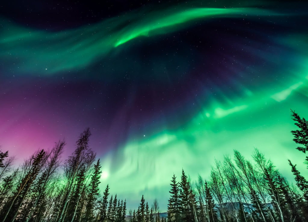 Green and purple Northern Lights over trees in Alaska