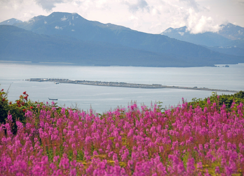 The Homer Spit in Kachemak Bay with fireweed in the foreground - Homer, Alaska