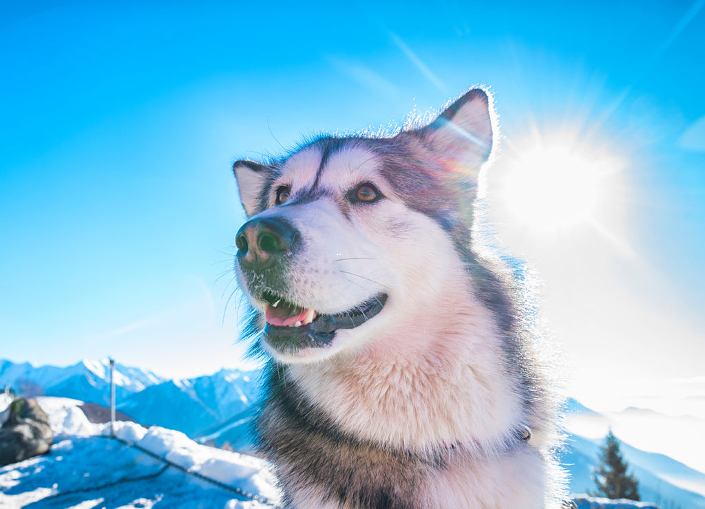 Alaskan Malamute