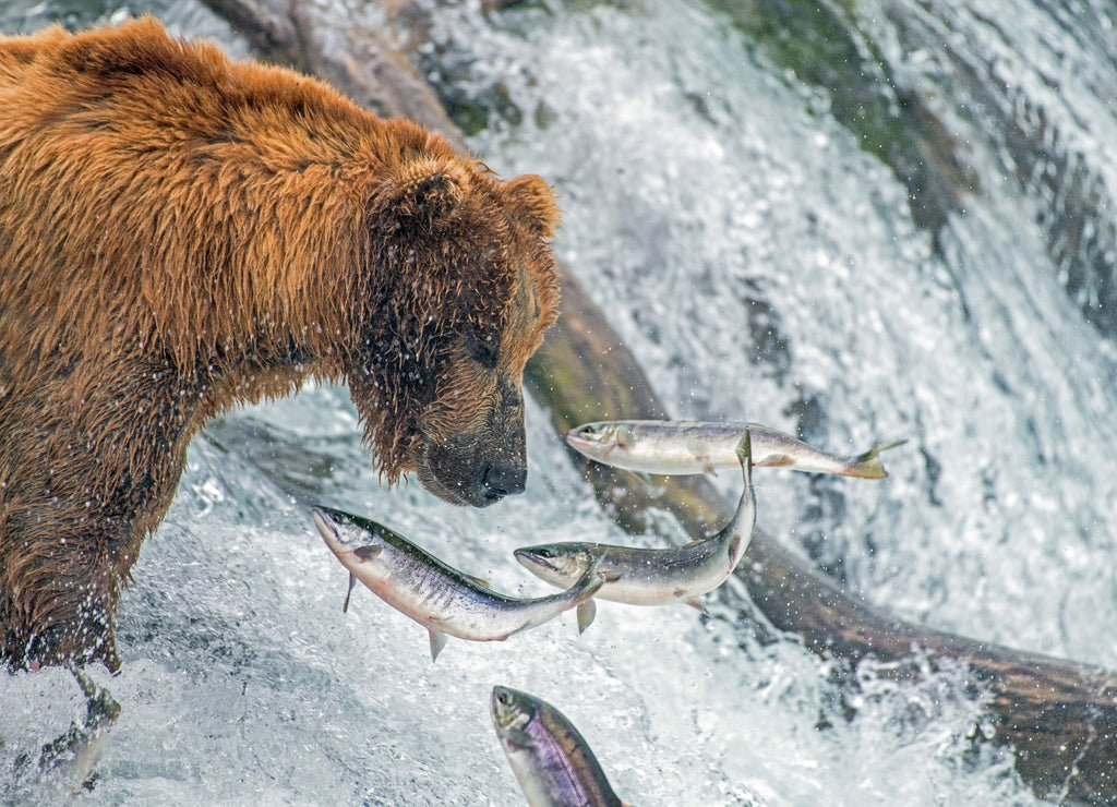 Adult coastal brown bear feeds on salmon as they make their way up and over waterfalls on route to the natal waters, Alaska