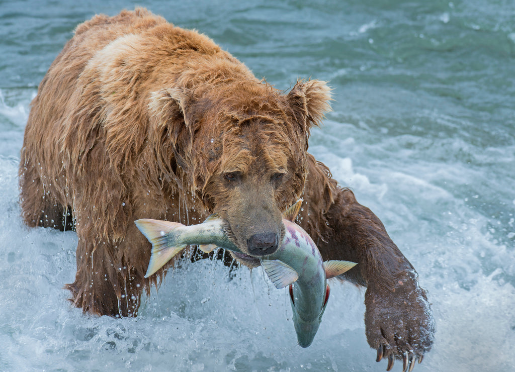 Brown Bear fishing for Salmon at McNeil River, Alaska