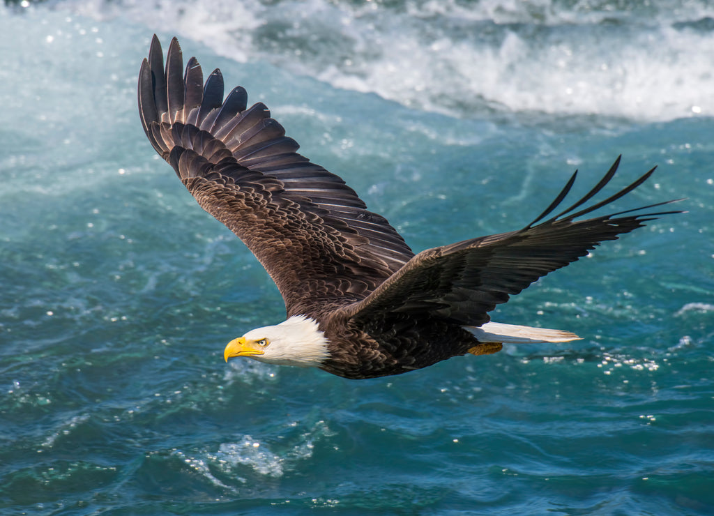 Bald Eagle, Alaska