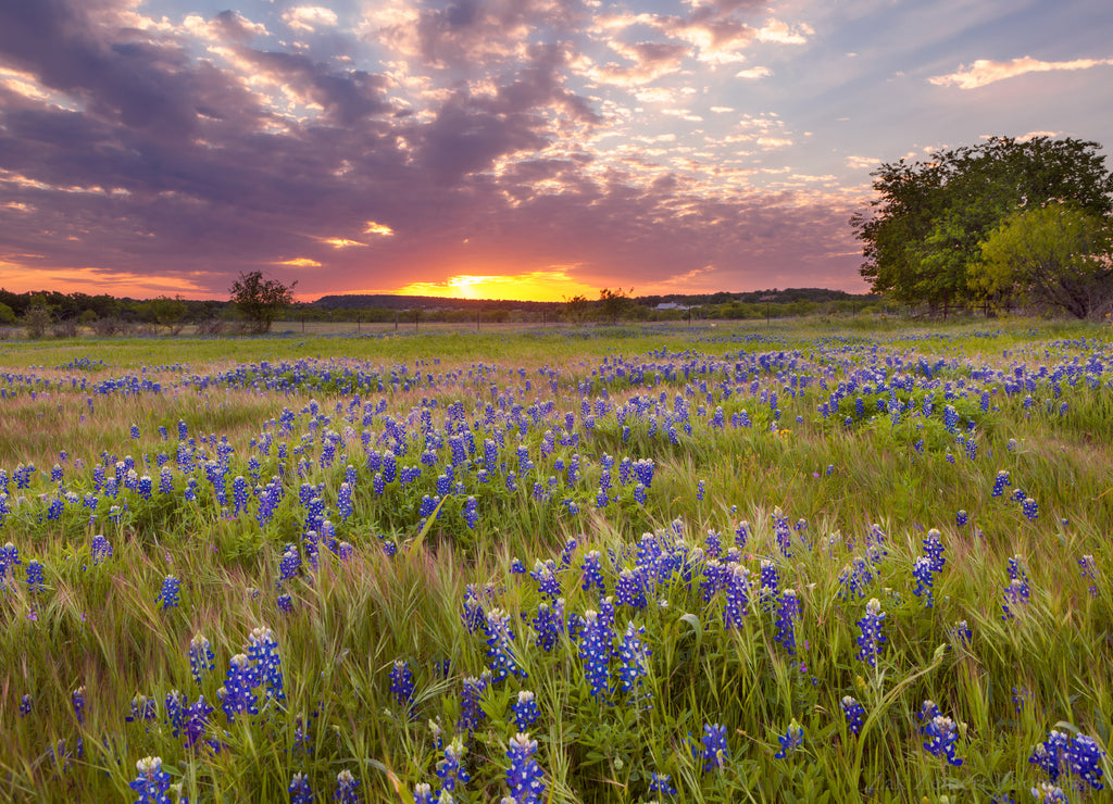 Bluebonnets blossom under the painted Texas sky in Marble Falls, Texas