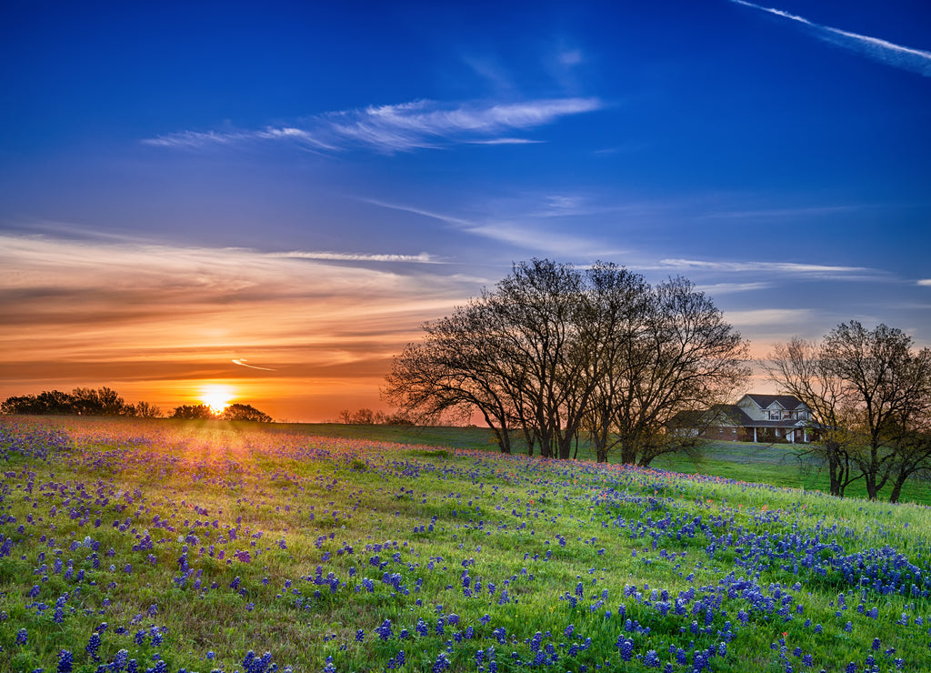 Texas bluebonnet wildflower spring field at sunrise