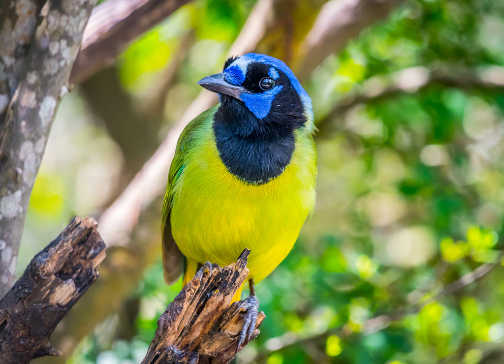 A Green Jay in Laguna Atascosa NWR, Texas