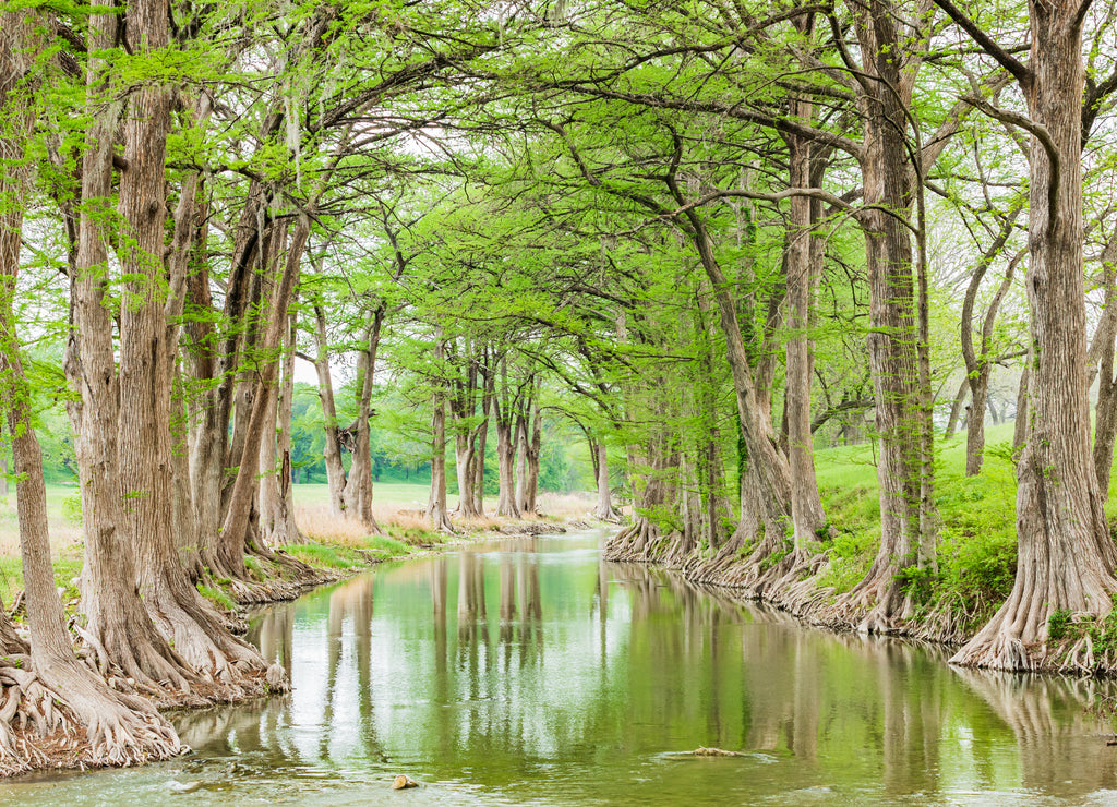 Trees along the Guadalupe River in the Texas hill country