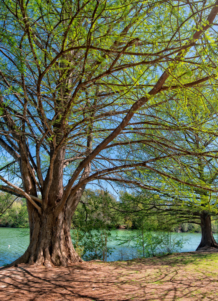 Blanco State Park showing river and people fishing, Texas