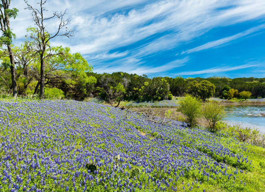 Beautiful bluebonnets along a lake in the Texas Hill Country, Texas