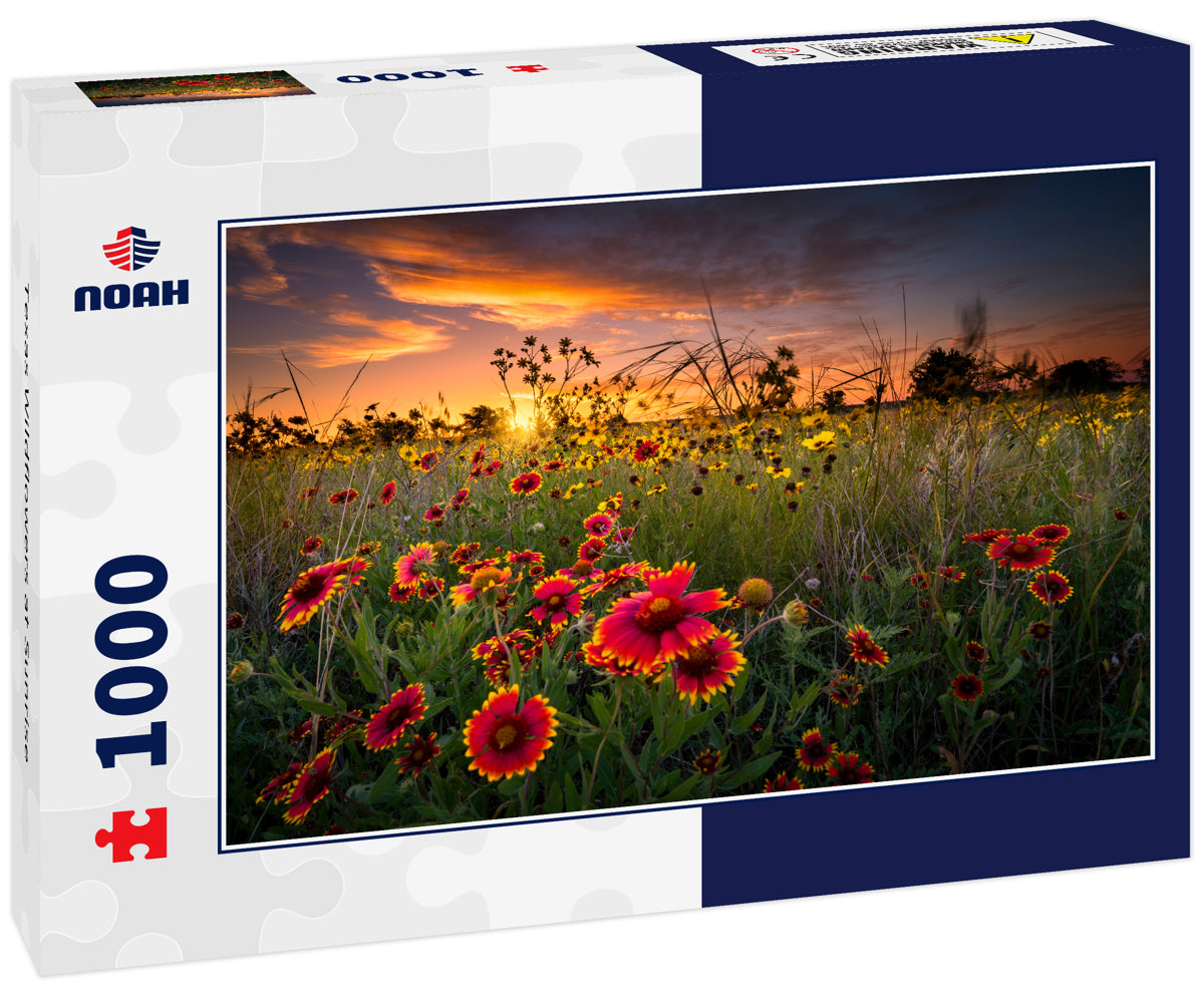 Texas Wildflowers at Sunrise