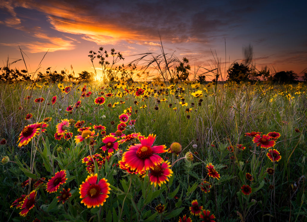 Texas Wildflowers at Sunrise