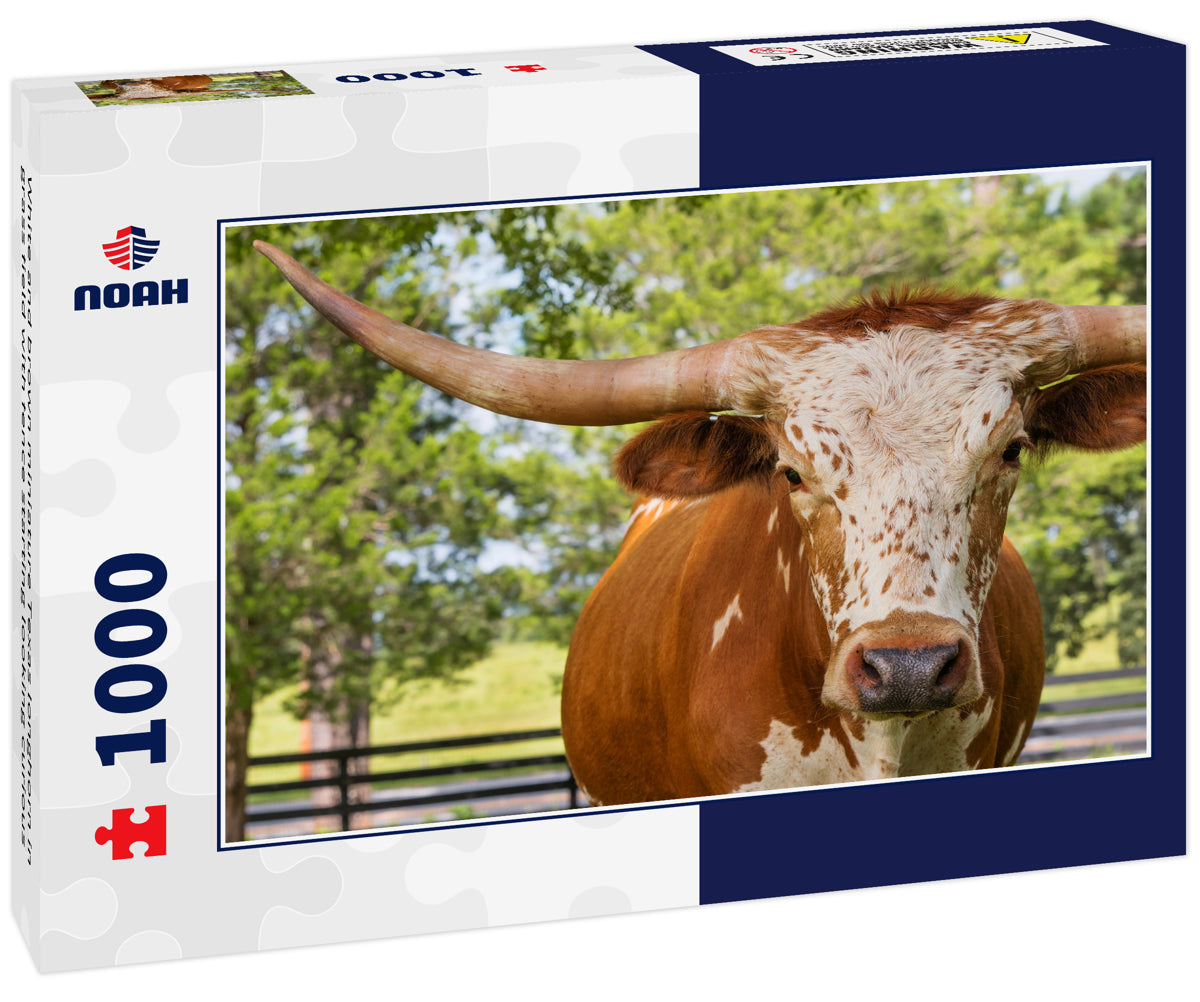 White and brown miniature Texas longhorn in grass field with fence starting looking curious